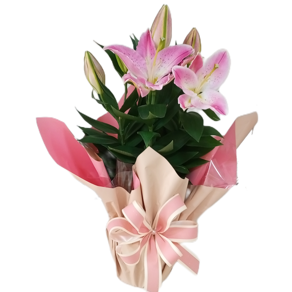 Lírio cor Rosa Decorado (plantado)